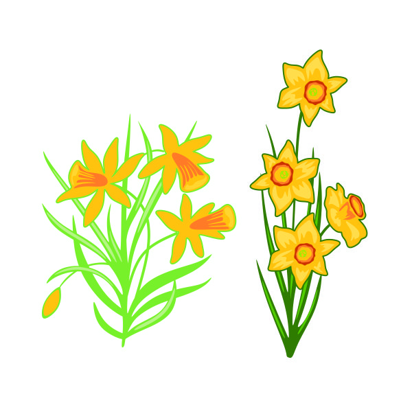 Narcissus Daffodil Flowers SVG Cuttable Design
