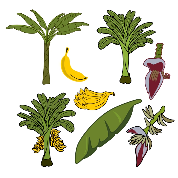 Banana Tree SVG Cuttable Designs