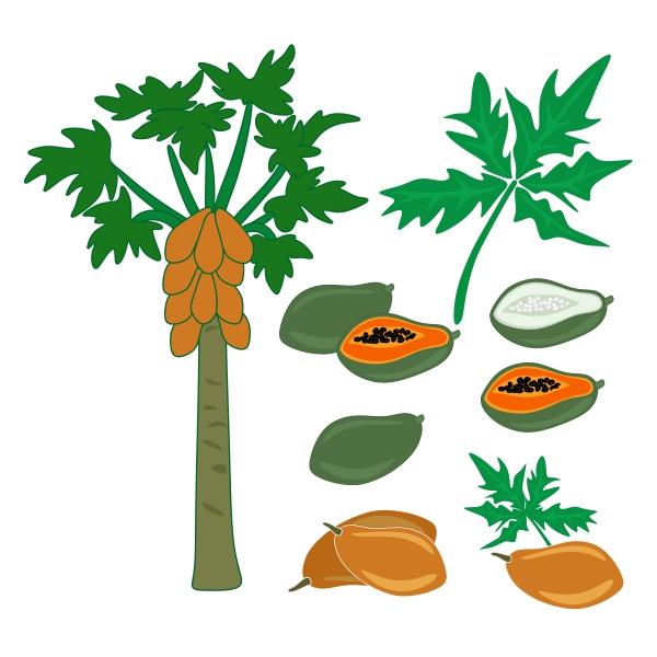 Papaya Pack SVG Cuttable Designs