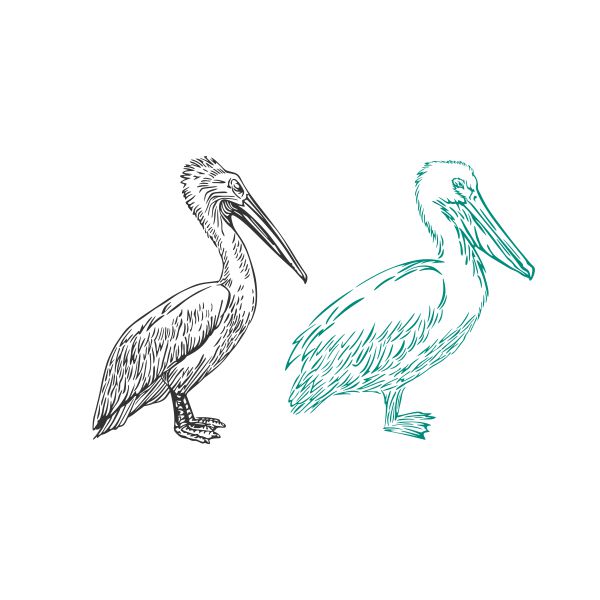 Pelican Bird Cuttable Design