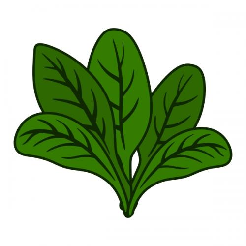 Spinach SVG Cuttable Designs