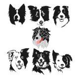 Border Collie SVG Cuttable Designs