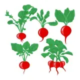 Raddish Pack SVG Cuttable Designs