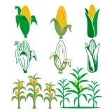 Corn Pack SVG Cuttable Designs