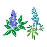 Bluebonnet SVG Cuttable Designs