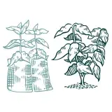 Coffee Tree SVG Cuttable Design