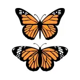 Monarch Butterfly Cuttable Design