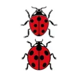 Ladybug SVG Cuttable Design