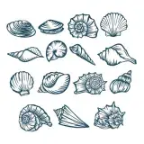 Seashells Pack SVG Cuttable Design