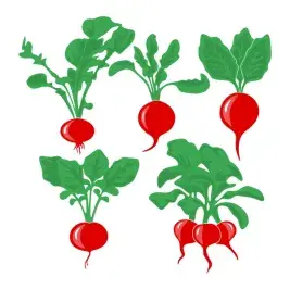 Raddish Pack SVG Cuttable Designs