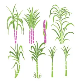 Sugarcane Pack SVG Cuttable Designs