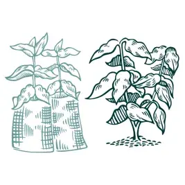 Coffee Tree SVG Cuttable Design