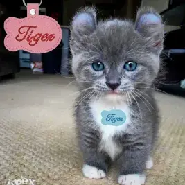 Tiger Pet Tag and Keychain ITH Embroidery Design
