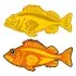 Rockfish Rock Fish SVG Cuttable Design