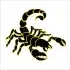 Scorpion Cuttable Designs